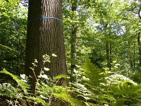 Bestattungsbaum FriedWald Bestattungsbaum FriedWald